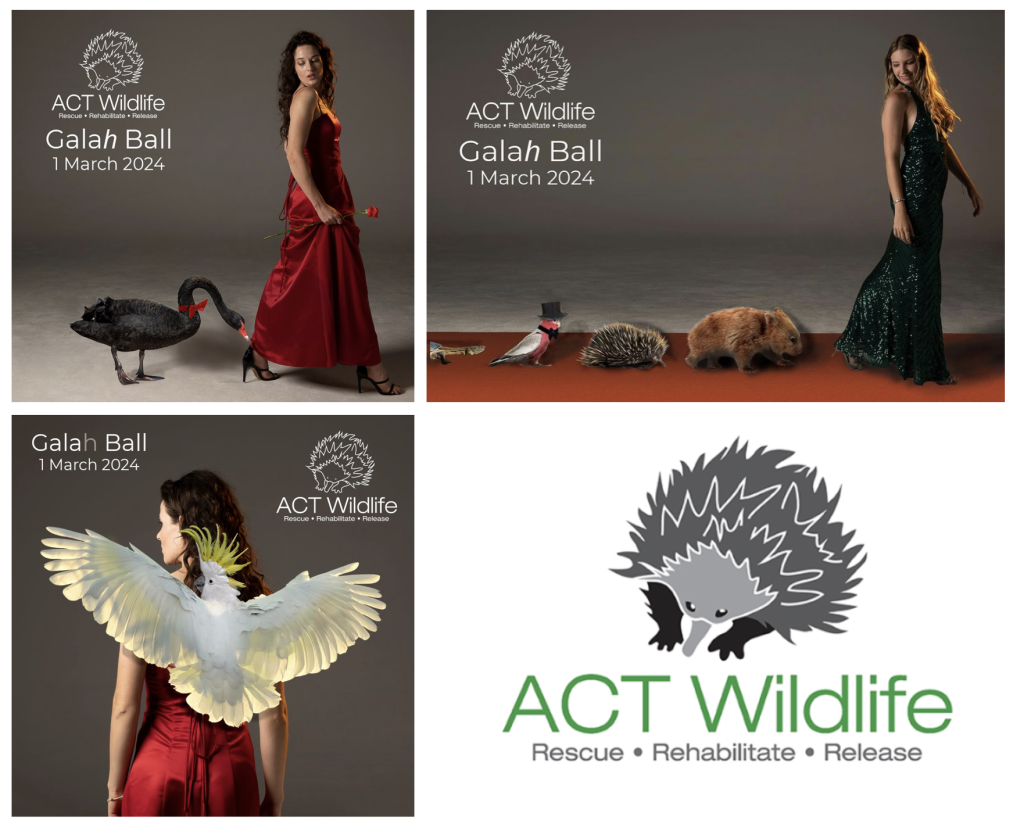 ACT Wildlife Galah Ball